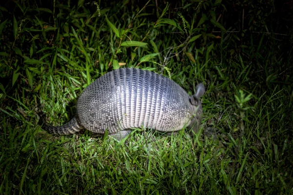 Armadillo Dans Réserve Naturelle Esteros Del Ibera Argentine — Photo