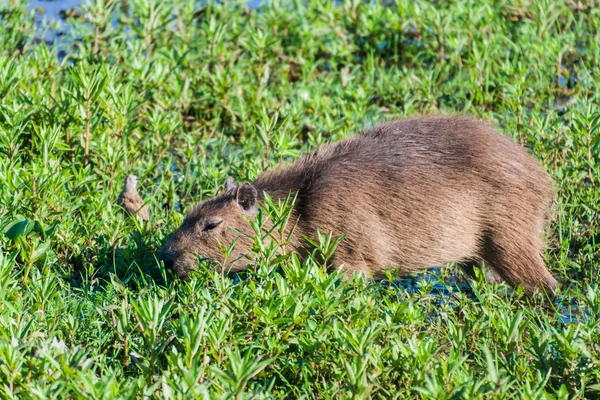 Capybara Капібара Hydrochaeris Esteros Дель Ibera Аргентина — стокове фото