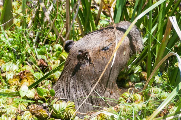 Capybara Капібара Hydrochaeris Esteros Дель Ibera Аргентина — стокове фото
