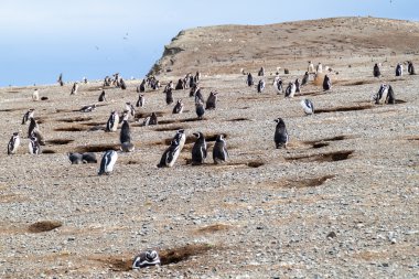 Penguen kolonisi Magellan Boğazı, Şili'deki Isla Magdalena adada