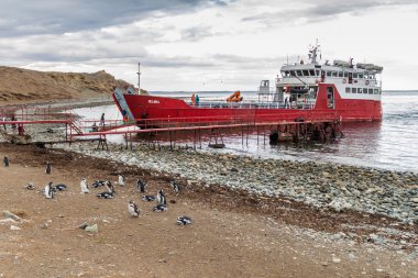 Isla Magdalena, Şili - 4 Mart 2015: Feribot turist Magellan Boğazı, Şili'deki Isla Magdalena adada Penguin colony adlı geldi