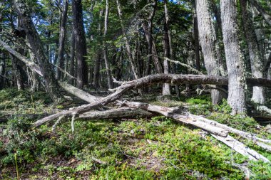 Orman Milli Parkı Tierra del Fuego, Arjantin