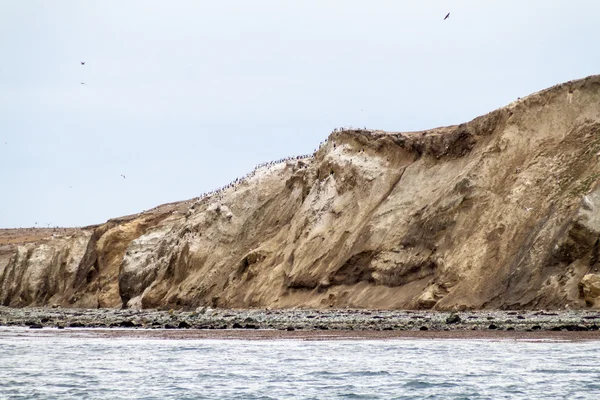 Colonia Pingüinos Magallanes Isla Magdalena Chile — Foto de Stock