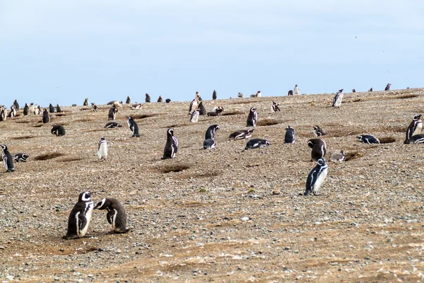 Penguen Kolonisi Magellan Boğazı Şili Deki Isla Magdalena Adada — Stok fotoğraf