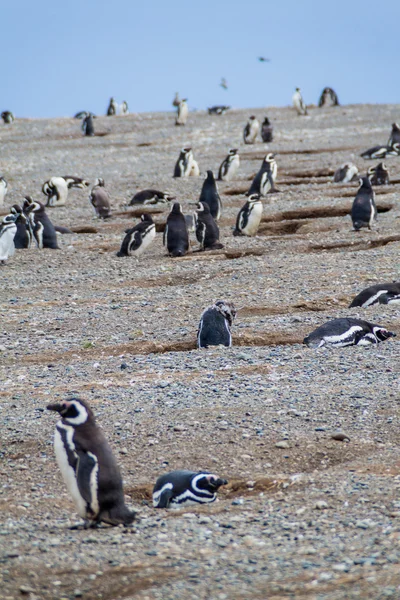 マゼラン海峡 チリのイスラ マグダレナ島のペンギンのコロニー — ストック写真