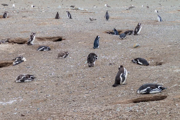 Colonia Pingüinos Isla Magdalena Estrecho Magallanes Chile — Foto de Stock