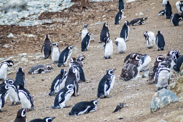 Penguen Kolonisi Magellan Boğazı Şili Deki Isla Magdalena Adada — Stok fotoğraf