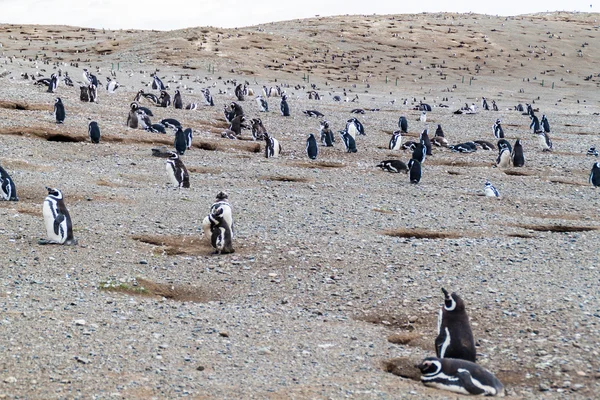 Colonie Pingouins Sur Île Isla Magdalena Dans Détroit Magellan Chili — Photo