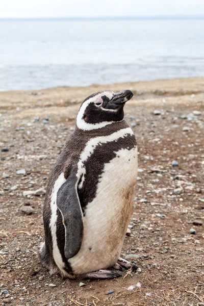 マゼラン海峡 チリのイスラ マグダレナ島のマゼラン ペンギンのコロニー — ストック写真