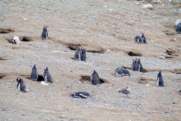 Kolonia Pingwinów Magellana Spheniscus Magellanicus Wyspie Magdalena Cieśninie Magellan Chile — Zdjęcie stockowe