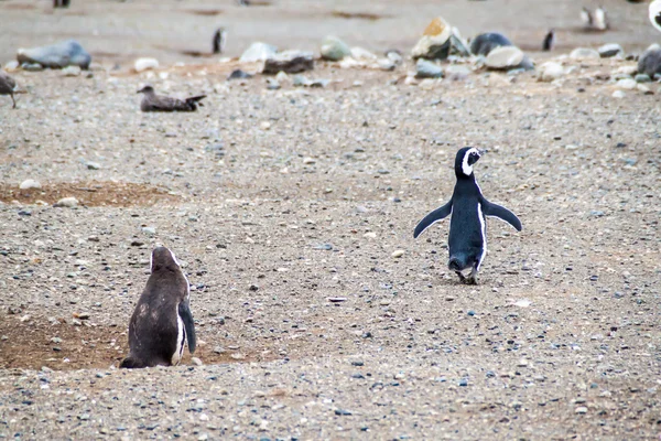 Kolonie Tučňáků Magellanských Spheniscus Magellanicus Isla Magdalena Dodnes Chile — Stock fotografie