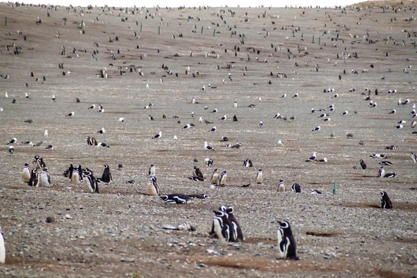 Kolonin Magellanska Pingviner Spheniscus Magellanicus Isla Magdalena Magellansundet Chile — Stockfoto