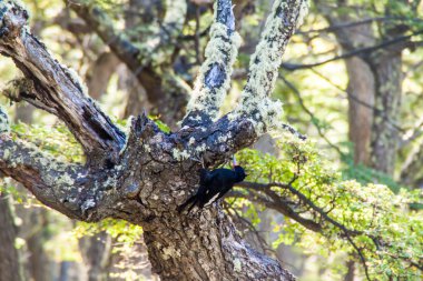 Los Glaciares Milli Parkı, Patagonia, Arjantin, Macellan ağaçkakan (Campephilus magellanicus)