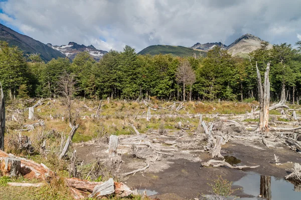 Countryside Tierra Del Fuego Argentina — Stock Photo, Image