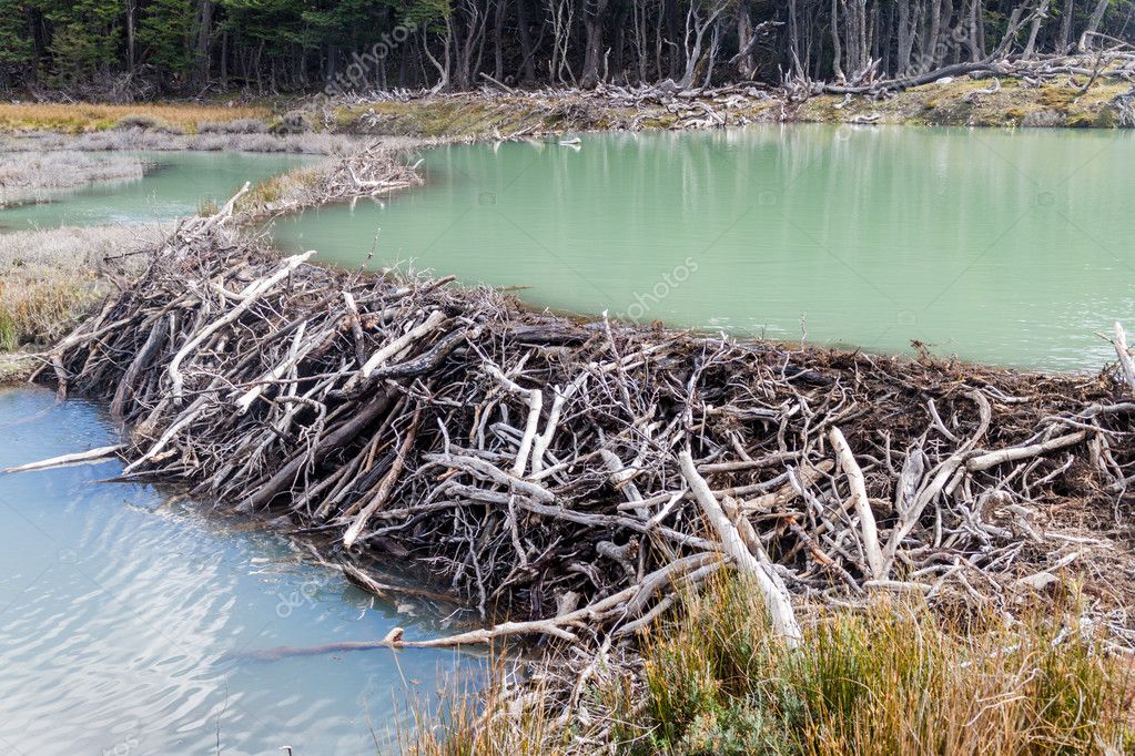 Presa Castor Tierra Del Fuego Argentina — Foto de stock © mathes #119060410