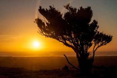 Günbatımı bir çalının arkasında. Chiloe Adası, Şili