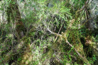 Orman Milli Parkı Chiloe, Şili