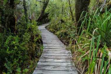 Sahil Milli Parkı Chiloe, Şili'deki bir ormandaki bir trekking izinde