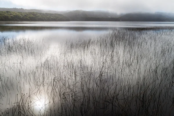 Ζοφερή Misty Πρωί Μια Λίμνη Στο Εθνικό Πάρκο Τσιλόε Χιλή — Φωτογραφία Αρχείου