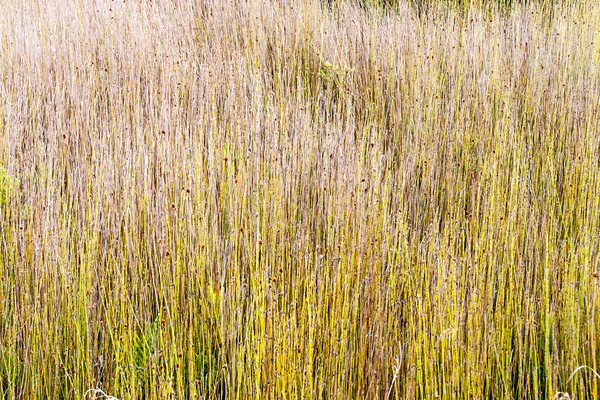 Planta Apodasmia Chilensis Membro Família Restionaceae Parque Nacional Chiloe Chile — Fotografia de Stock
