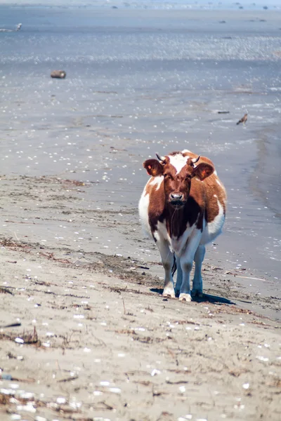 Kráva Žere Mořských Řas Pláži Chiloe Národní Park Chile — Stock fotografie