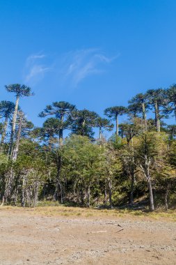 Araucaria orman Milli Parkı Herquehue, Şili'deki. Ağaç Araucaria araucana denir (yaygın olarak: maymun puzzle ağacı, maymun kuyruk ağaç, Şili çam)