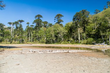 Araucaria orman Milli Parkı Huerquehue, Şili'deki. Ağaç Araucaria araucana denir (yaygın olarak: maymun puzzle ağacı, maymun kuyruk ağaç, Şili çam)