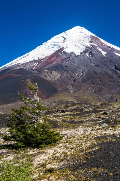 Άποψη Του Ηφαιστείου Osorno Χιλή — Φωτογραφία Αρχείου