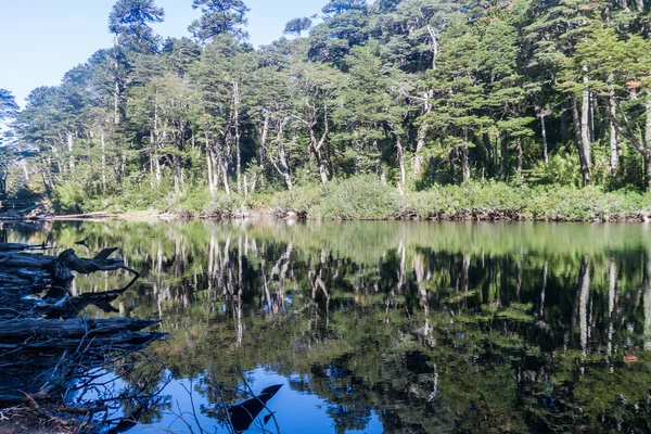 Lago Chico Sjön Nationalparken Huerquehue Chile — Stockfoto