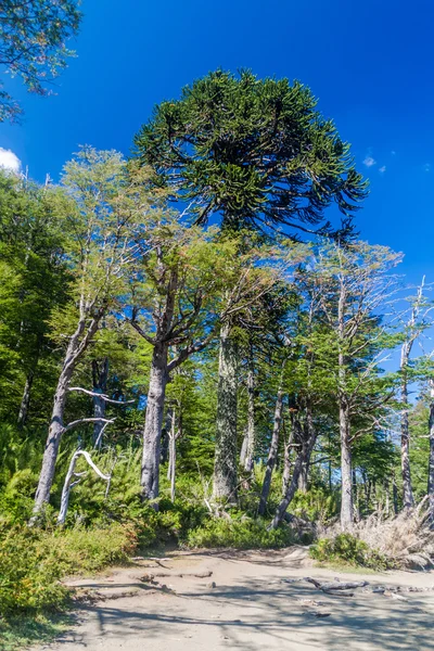Araucaria ağaç Milli Parkı Huerquehue, Şili'deki. Ağaç Araucaria araucana denir (yaygın olarak: maymun puzzle ağacı, maymun kuyruk ağaç, Şili çam)