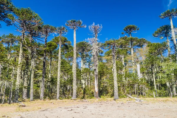 Bosque Araucaria Parque Nacional Herquehue Chile Árbol Llama Araucaria Araucana —  Fotos de Stock