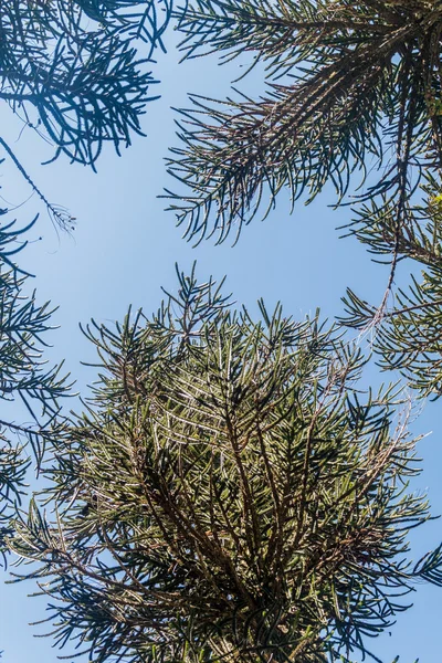 南洋杉森林在国家公园 Herquehue 这棵树叫南洋杉 Araucana 猴拼图树 猴尾树 智利松树 — 图库照片