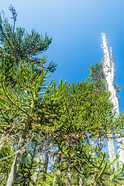 Araucarios Parque Nacional Huerquehue Chile Árbol Llama Araucaria Araucana Comúnmente —  Fotos de Stock