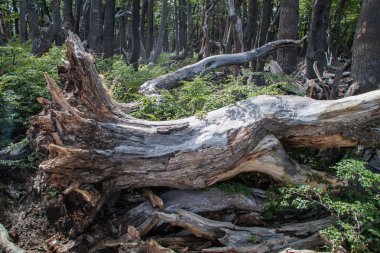 Los Glaciares Milli Parkı, Patagonia, Arjantin ormanda
