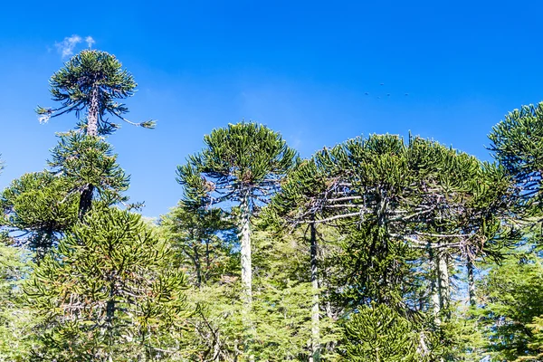 Bosque Araucaria Parque Nacional Herquehue Chile Árbol Llama Araucaria Araucana —  Fotos de Stock