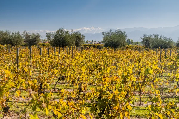 Weinberg Der Nähe Von Mendoza Argentinien Hintergrund Die Berge — Stockfoto