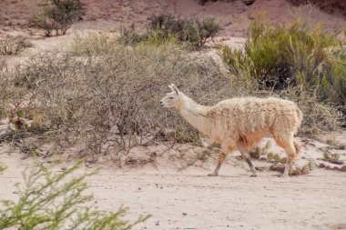 Lama Quebrada de Cafayate Arjantin yürür. Milli Parkı Quebrada de las Conchas.