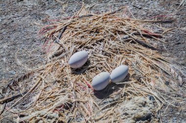 Bolivya Altiplano Laguna sahil Colorada gölde ölü flamingo ve flamingo yumurtalarının