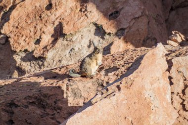 Güney viscacha (Lagidium viscacia) Sur Lipez çölde, Bolivya