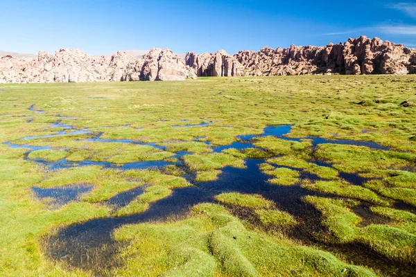 Landschap Rond Laguna Negra Meer Bolivia — Stockfoto