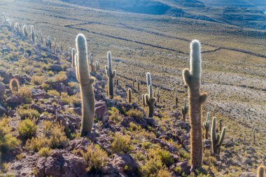 Büyük Trichoreus cactii Salar de Uyuni tuz düz, Bolivya ortamda bir tepe üzerinde grup