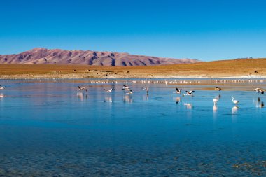 Laguna Collpa göl Reserva Nacional de Fauna Andina Eduardo Avaroa korumalı alanda flamingolar, Bolivya dolu