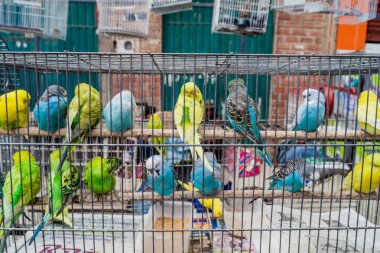 El Alto, Bolivya - 23 Nisan 2015: Papağan El Alto, Bolivya bir pazarda satışa bir kafeste.