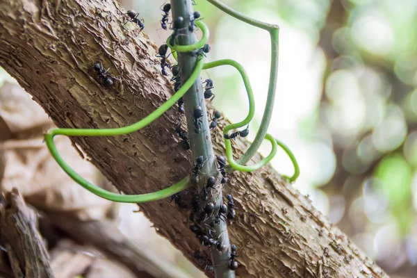 Ants Tree Branch Jungle Madidi National Park Bolivia — Stock Photo, Image