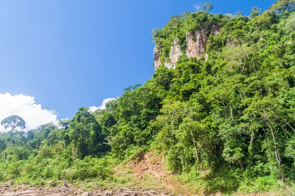 Milli Park Madidi Bolivya Arka Plan Üzerinde — Stok fotoğraf