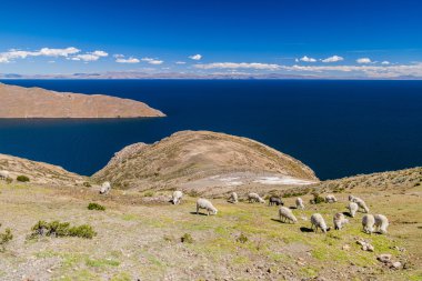Titicaca gölü, Bolivya'daki Isla del Sol (Sun Island) koyun otlatma