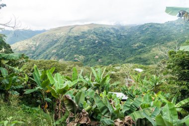 Dağları yakınında Coroico Yungas Dağları, Bolivya