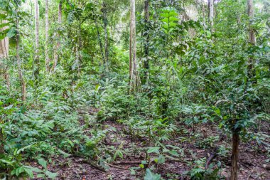 Milli park Madidi, Bolivya orman