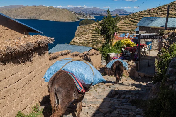 Szamarak Yumani Faluban Titicaca Bolívia Isla Del Sol Nap Szigete — Stock Fotó