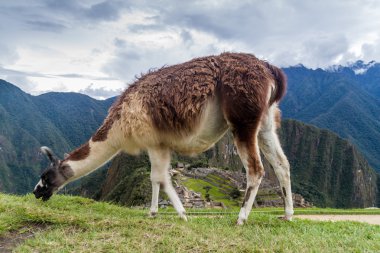 Lama, Machu Picchu Harabeleri, Peru